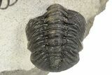 Spiny Koneprusia Trilobite With Austrops - Ofaten, Morocco #268857-4